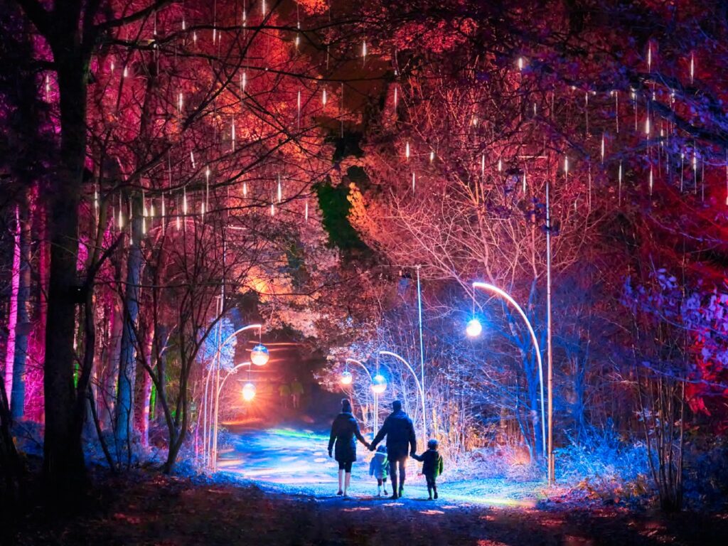 A brand new magical Christmas twinkling lights trail awaits you at Cheshire's Delamere Forest 